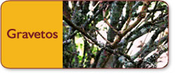 Gravetos